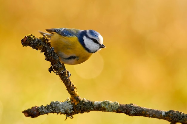枝 に 座っ て いる 鳥 の クローズアップ