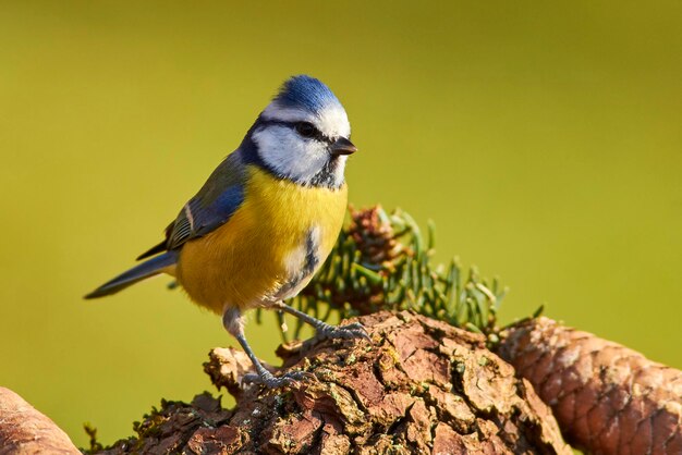 Close-up of bird perching on a branch