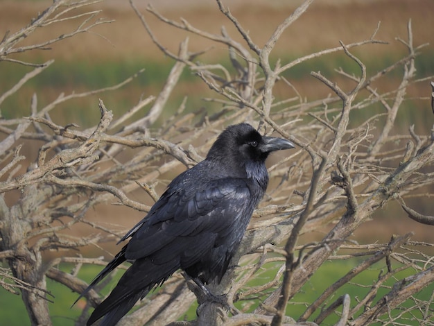 Photo close-up of bird perching on branch