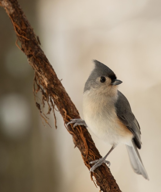 枝 に 座っ て いる 鳥 の クローズアップ