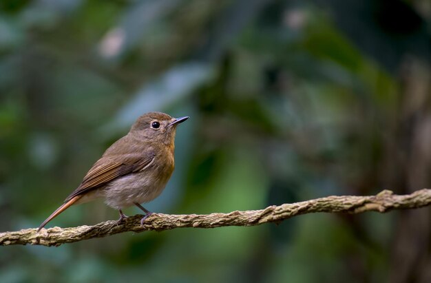 Close-up of bird perching on branch