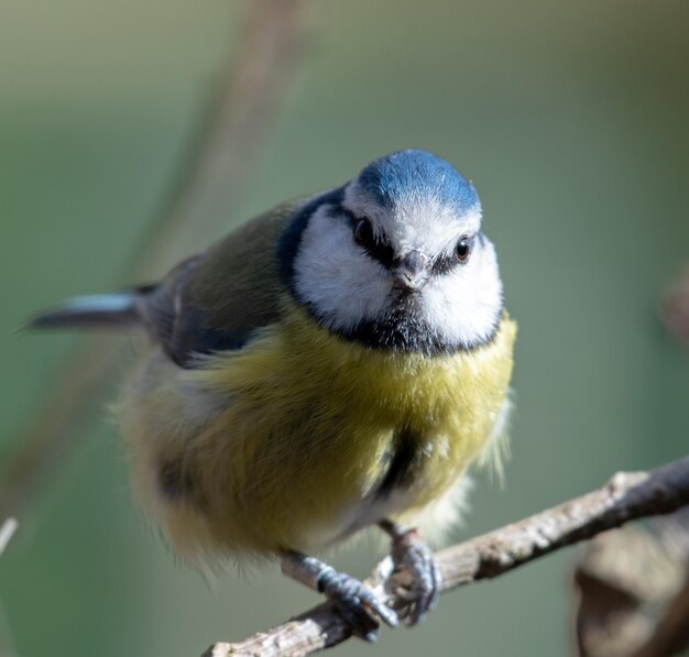 枝 に 座っ て いる 鳥 の クローズアップ