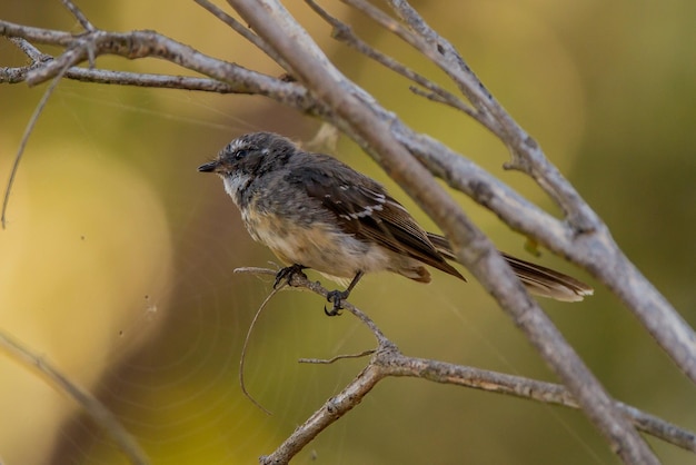 Photo close-up of bird perching on branch