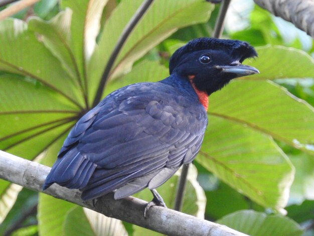 枝 に 座っ て いる 鳥 の クローズアップ