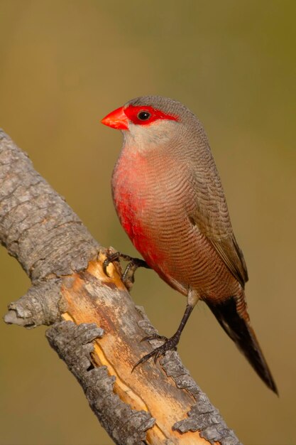 Foto close-up di un uccello appoggiato su un ramo