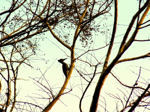 Photo close-up of bird perching on branch