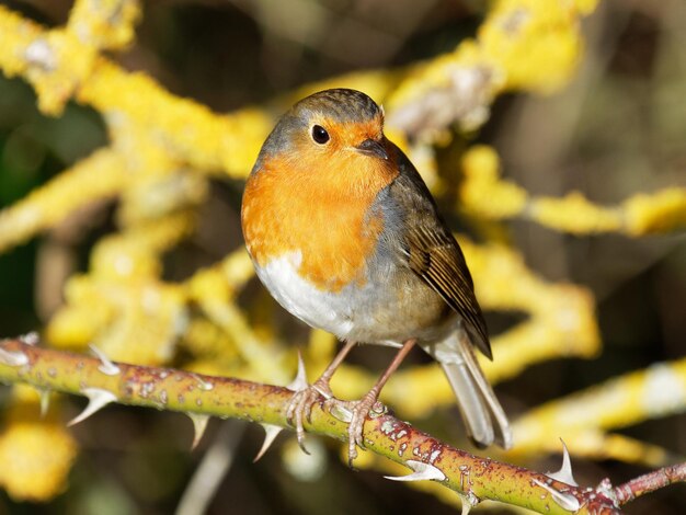 Close-up of bird perching on branch