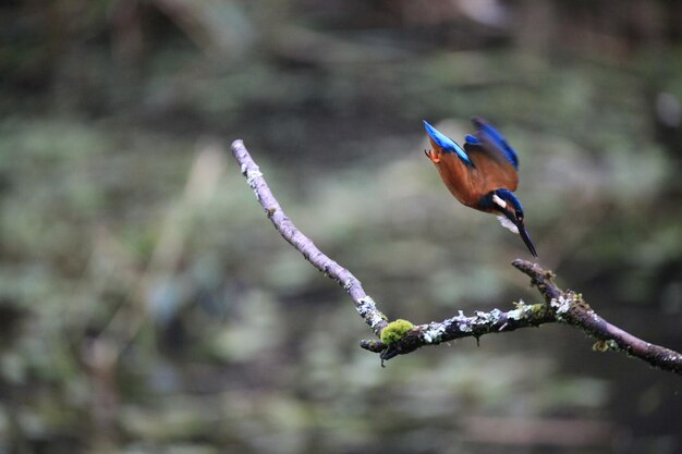 Close-up of bird perching on branch