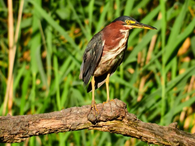 Close-up of bird perching on branch