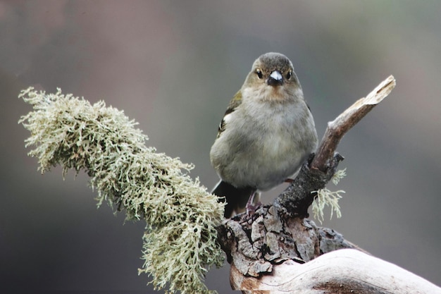 枝 に 座っ て いる 鳥 の クローズアップ