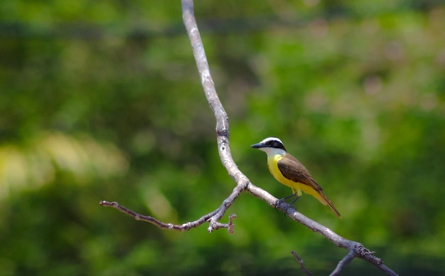 close-up of bird perching on branch