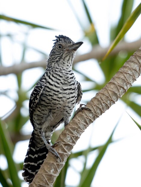 Close-up of bird perching on branch