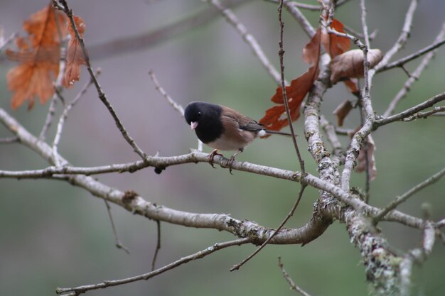 Photo close-up of bird perching on branch