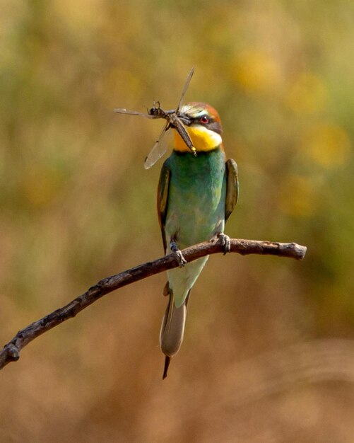 Photo close-up of bird perching on branch