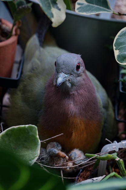 枝 に 座っ て いる 鳥 の クローズアップ