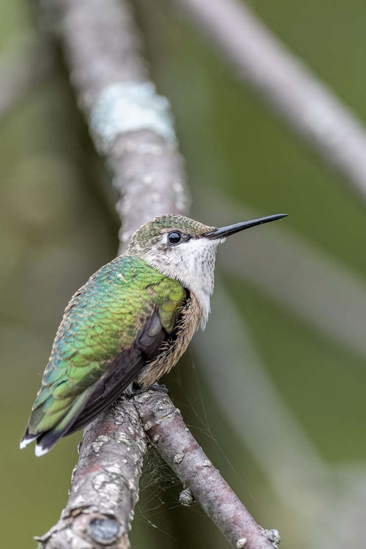 Photo 枝 に 座っ て いる 鳥 の クローズアップ