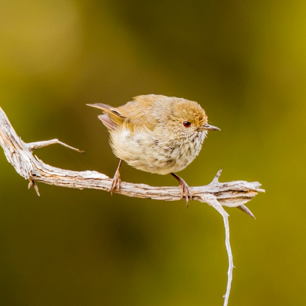 枝 に 座っ て いる 鳥 の クローズアップ