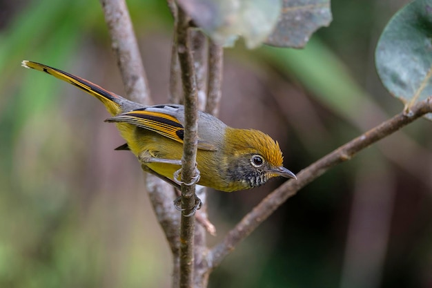 枝 に 座っ て いる 鳥 の クローズアップ