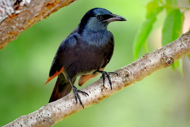 Photo close-up of bird perching on branch