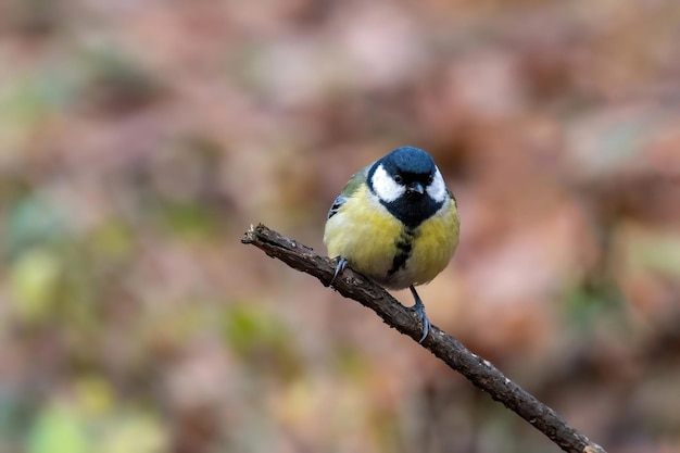 枝 に 座っ て いる 鳥 の クローズアップ