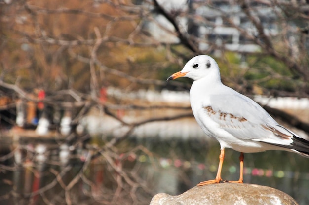 枝 に 座っ て いる 鳥 の クローズアップ