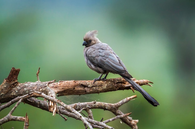 close-up of bird perching on branch