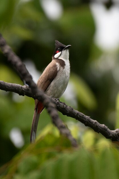 Close-up of bird perching on branch