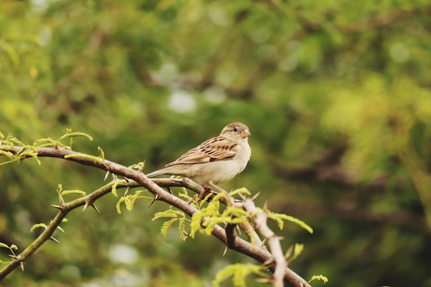 Photo close-up of bird perching on branch