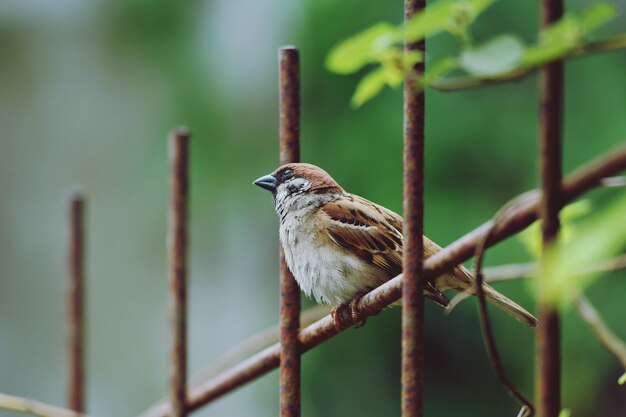 Photo close-up of bird perching on branch