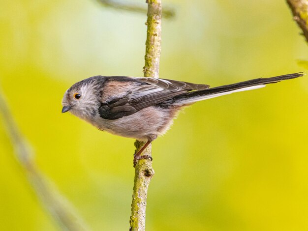 Close-up of bird perching on branch