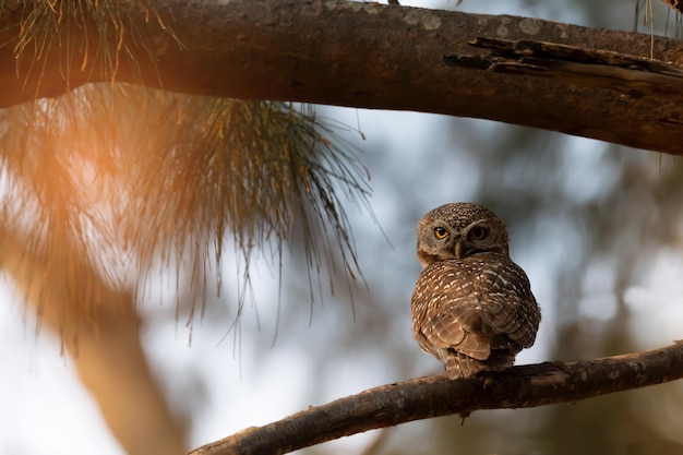 Close-up of bird perching on branch