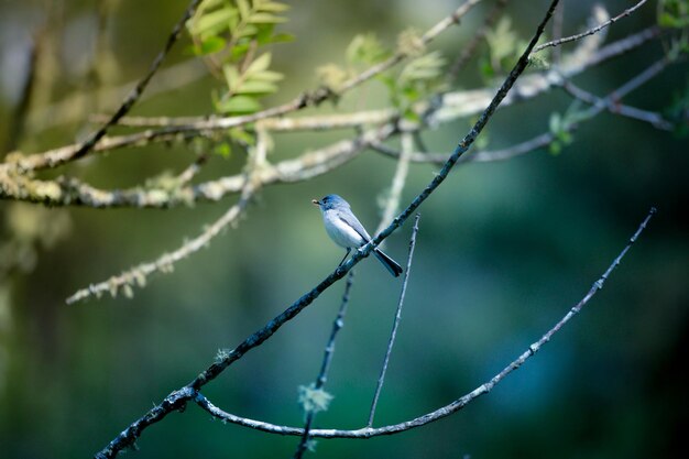 Photo close-up of bird perching on branch