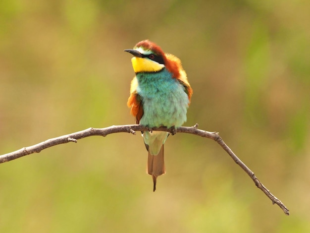 Close-up of bird perching on branch