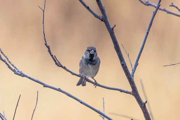 Close-up of bird perching on branch