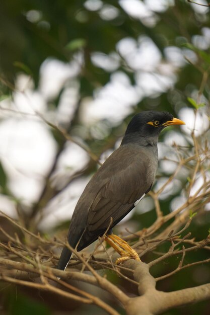 枝 に 座っ て いる 鳥 の クローズアップ