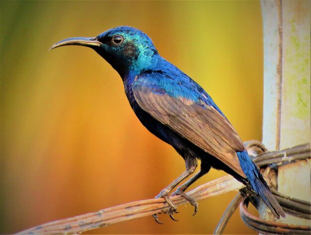 Photo close-up of bird perching on branch