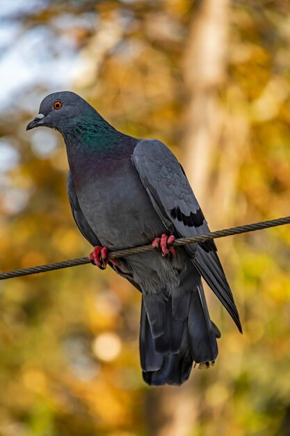 Foto prossimo piano di un uccello appoggiato su un ramo