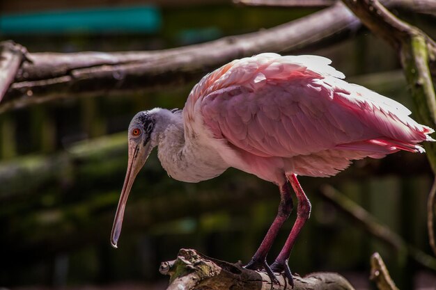 Photo close-up of bird perching on a branch