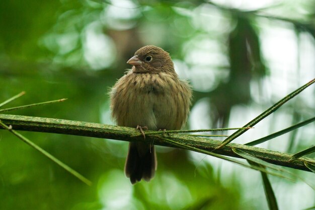 Close-up of bird perching on branch