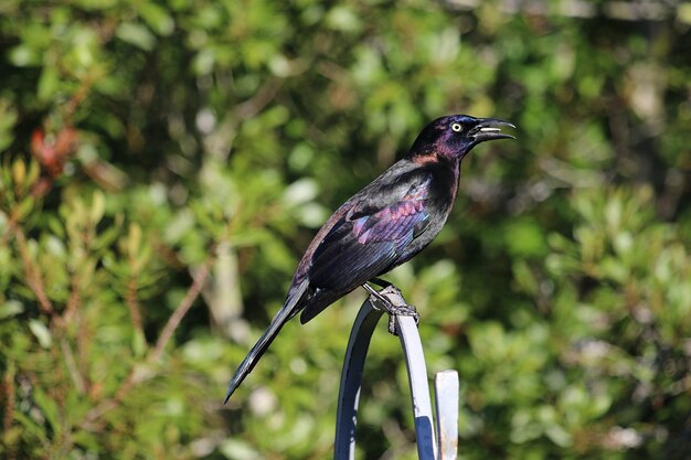 Photo close-up of bird perching on branch