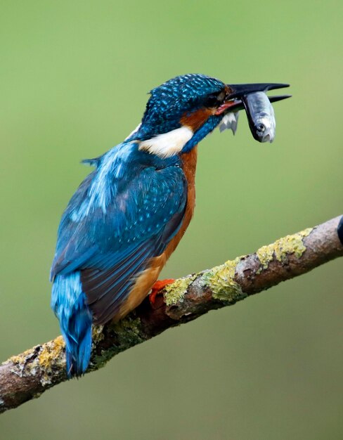 Close-up of bird perching on branch