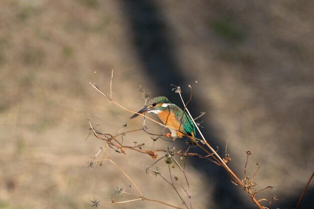 Close-up of bird perching on branch