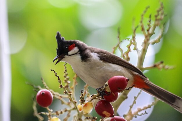 Photo close-up of bird perching on branch