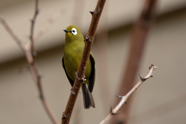 枝 に 座っ て いる 鳥 の クローズアップ