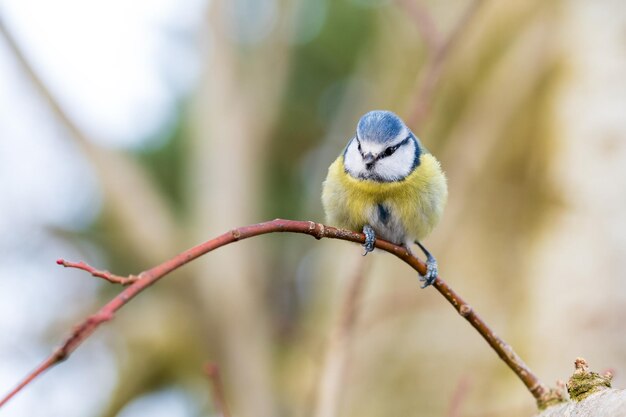 Photo close-up of bird perching on branch