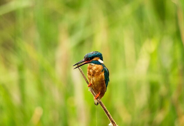 Close-up of bird perching on branch