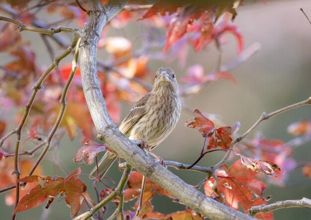 枝 に 座っ て いる 鳥 の クローズアップ