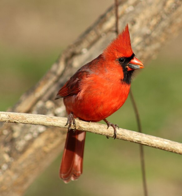 Photo close-up of bird perching on branch