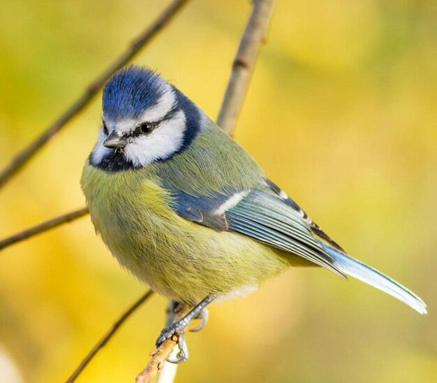 Photo close-up of bird perching on branch