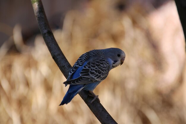 枝 に 座っ て いる 鳥 の クローズアップ